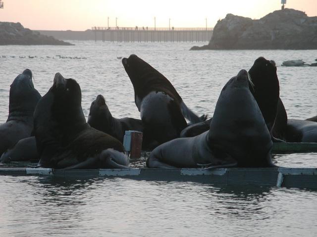 harborsealions.jpg