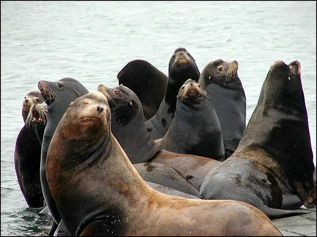 sealions.jpg