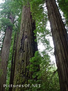 smith_redwoods_3.jpg